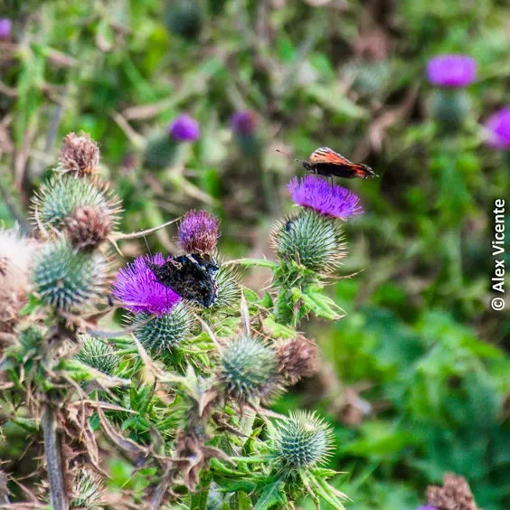 Two butterflies on purple flowering thistles.