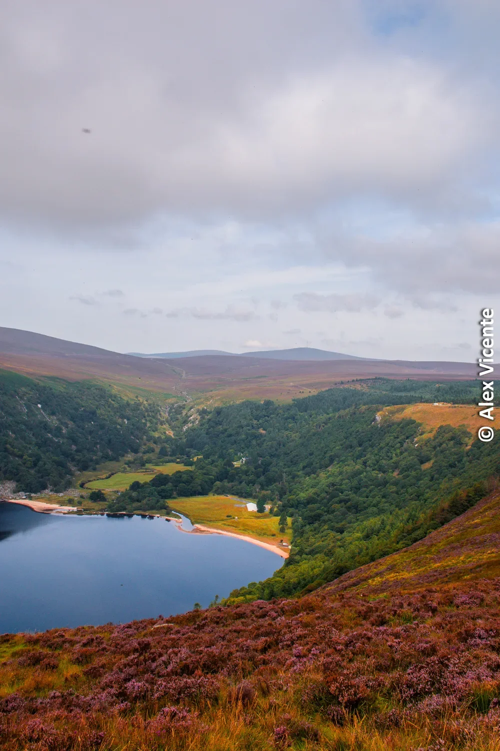 A quiet lake between hills covered in heather.