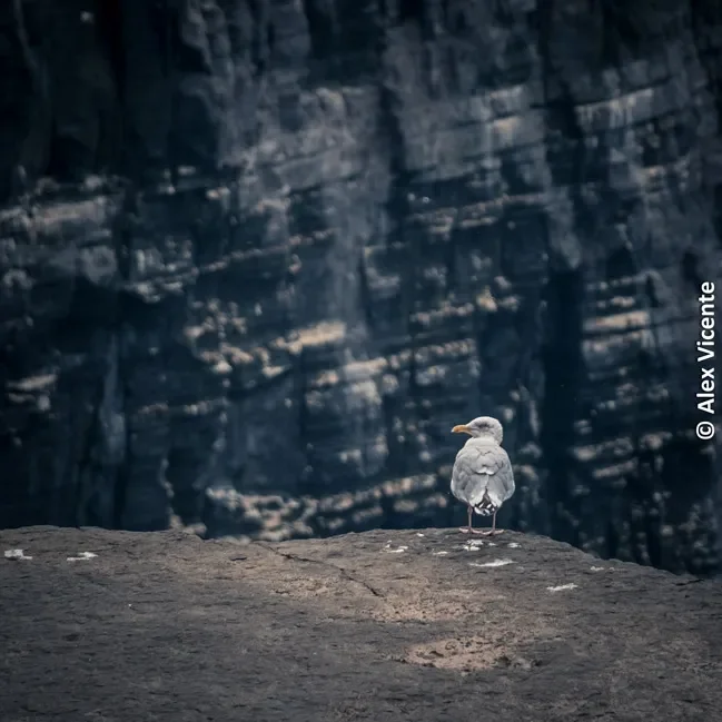 A seagull perched on a rock above the sea.