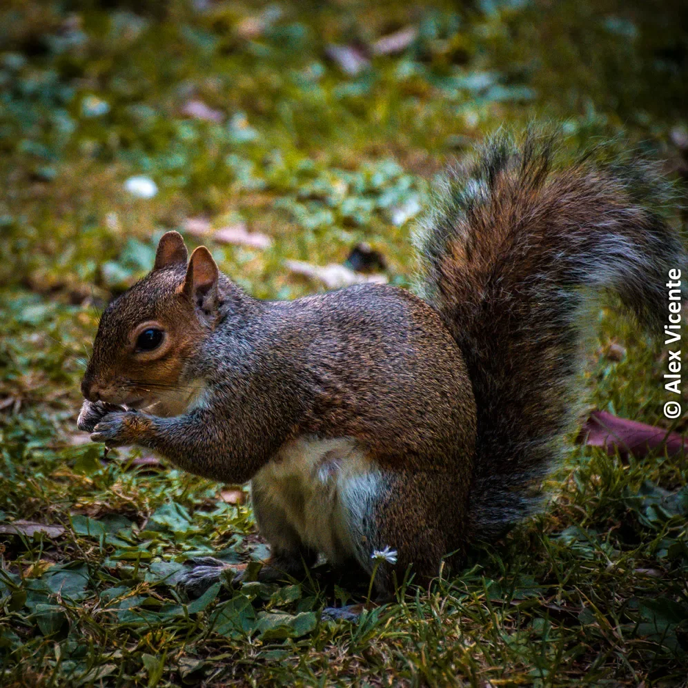 A squirrel eating on the forest floor.