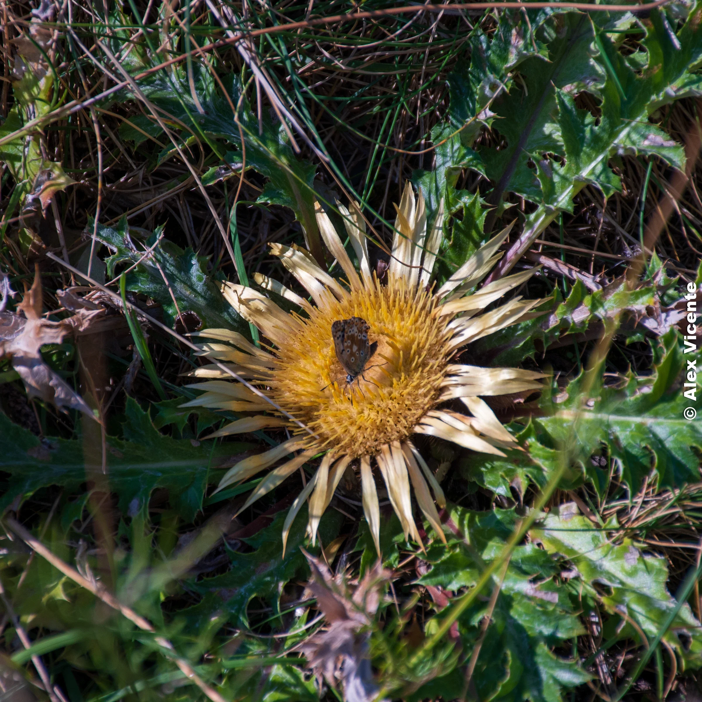 A butterfly resting on the centre of a dry thistle.