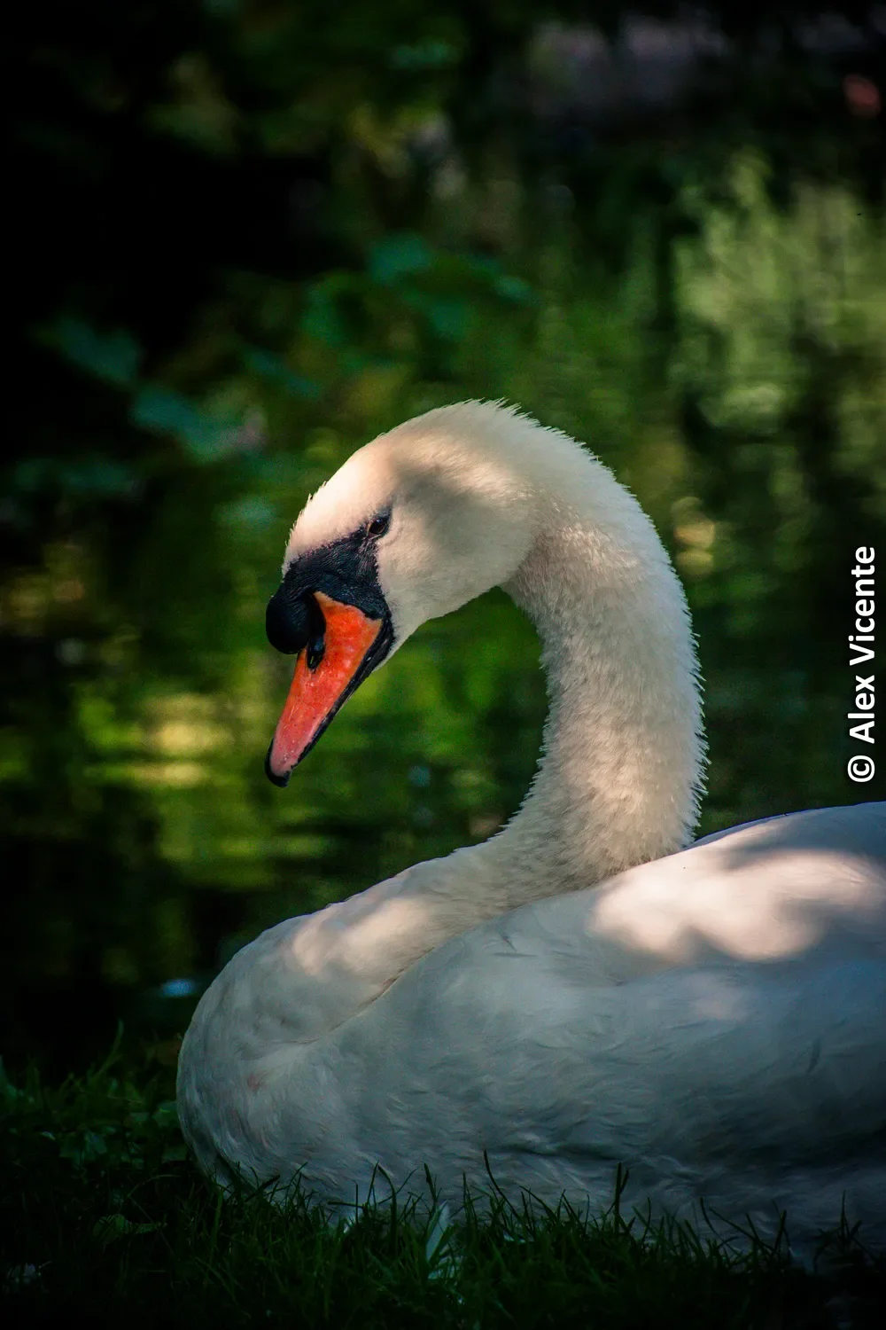 A swan resting on calm water with its reflection.